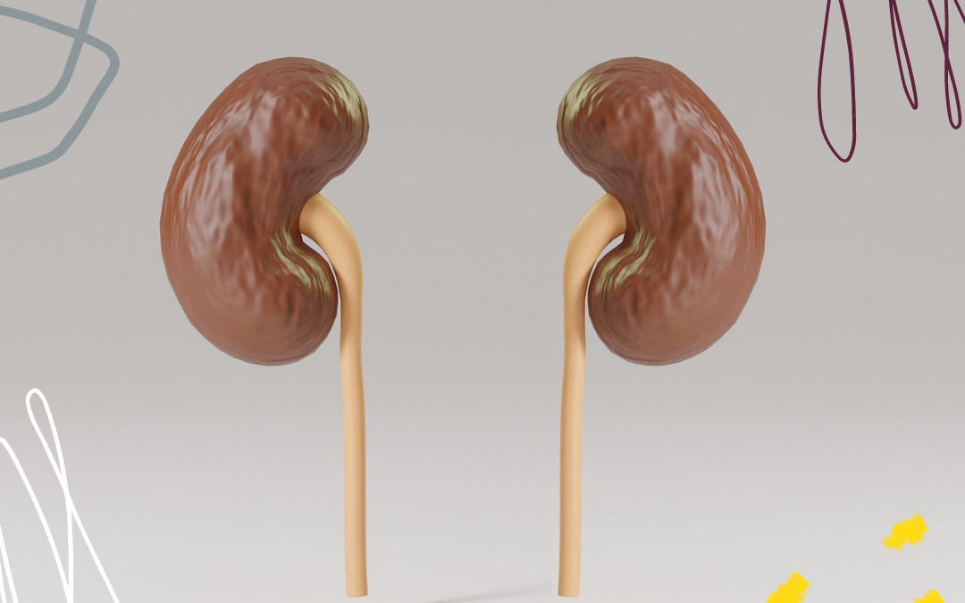 What do you know about Kidneys?